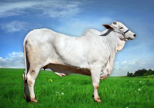 Fagulha I FIV do Bony