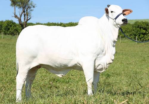 California FIV Giber