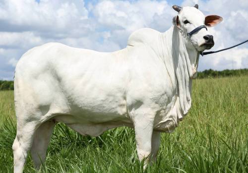 Viridiana 8 FIV Comapi