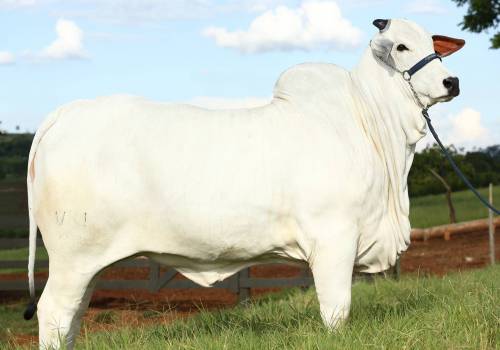 Reghina FIV VRI da Vila Real