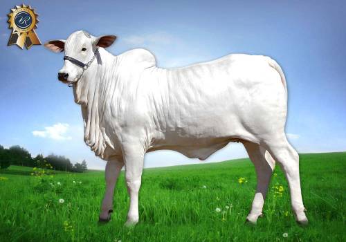 Flagrah FIV VRI da Vila Real