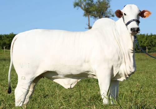 Valah FIV VRI da Vila Real