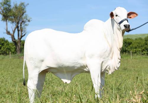 Duquezah FIV VRI da Vila Real