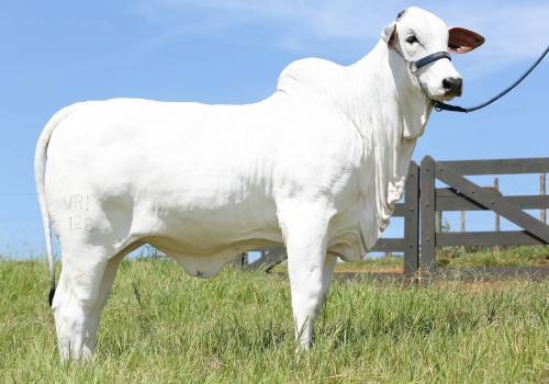 Hametista FIV VRI Vila Real