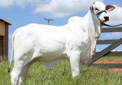 Halanah FIV VRI Vila Real