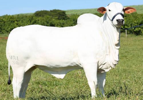 Madrih FIV VRI da Vila Real