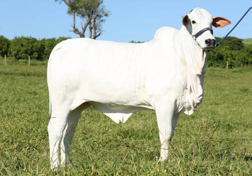 Maharana FIV VRI da Vila Real