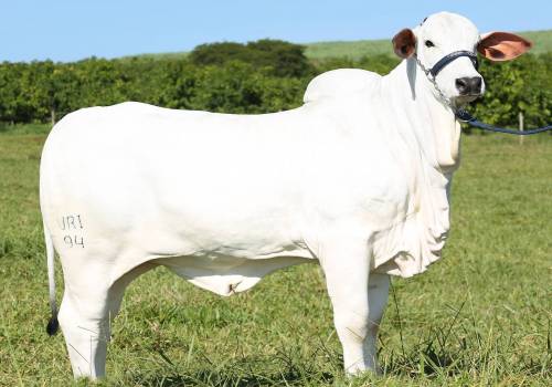 Lucchi FIV VRI da Vila Real