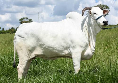 Jocaira TE da J. Galera