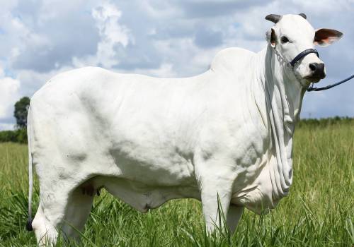 Enamorada III FIV Agroz