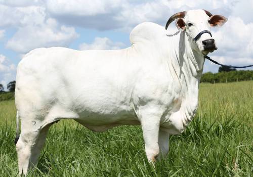 Digna TE da Húngaro