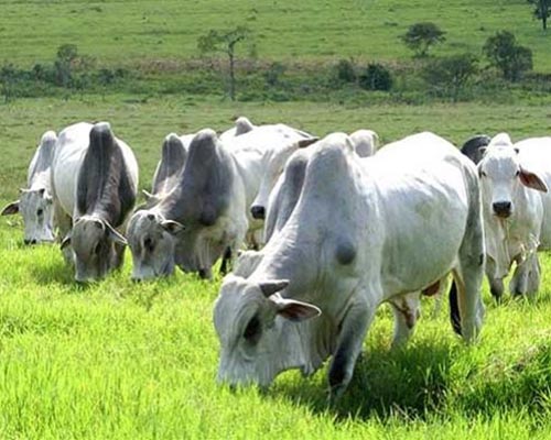 EAO e Guadalupe negociam frutos de seleção. Parceria resulta em R$ 4,4 milhões na comercialização de 163 produtos. 
