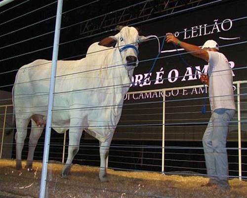 Leilão soma R$ 4,8 milhões  <BR /><BR /><BR />                                                                                       