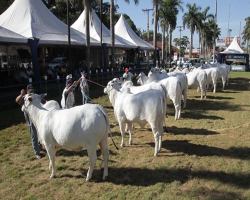 Em MS, Nelore movimenta R$ 17 mi. <BR /><BR /><BR />  