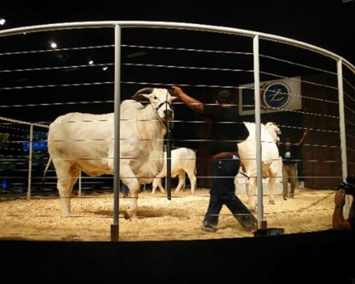 Agrozurita movimenta R$ 9,2 milhões <BR /><BR /><BR />  