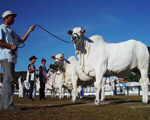 Resultado da Vila Real nas Exposições  em 2013 <BR /><BR />  