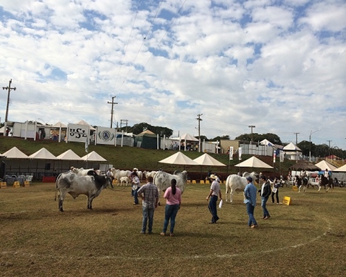 48ª Fapi Ourinhos tem julgamento de zebuínos <BR /><BR />