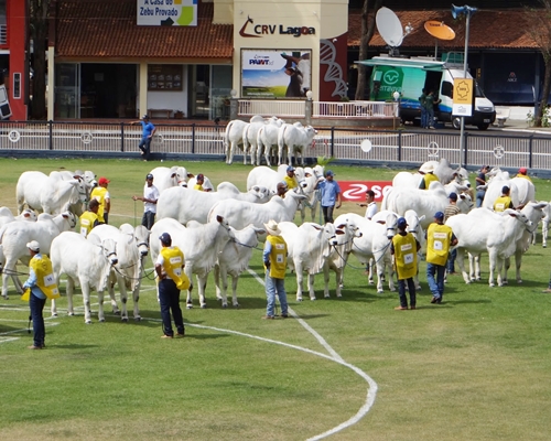 Expoinel em Uberaba tem recorde no rebanho de gado Nelore inscritos <BR /><BR />
