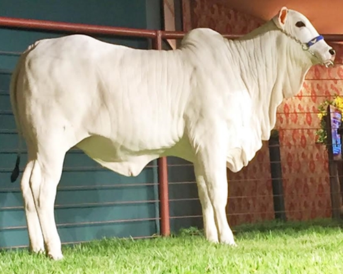 Duda FIV da Sabiá - A Campeã Bezerra de Uberaba<BR /><BR />