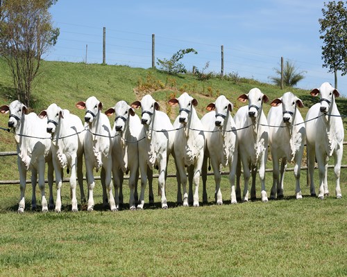 Destaque nas pistas em Passos-MG  <BR /><BR /><BR />