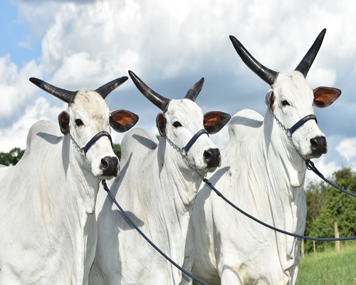 Leilão Genética de Resultados lança Projeto Vila Real Embryo<BR /><BR />