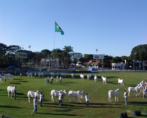 Expoinel recebe mais de 840 animais da raça nelore <BR /><BR />