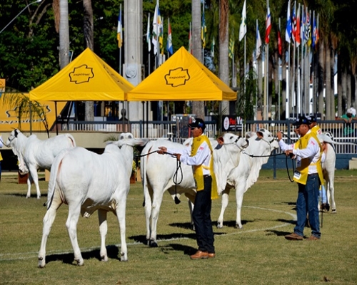 Julgamentos da Raça Nelore na Expoinel 2017 começam em dez dias<BR /><BR />