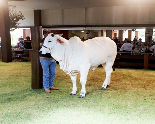 Nali IDM - Grande Campeã da Expoinel 2017 <BR /><BR /><BR />