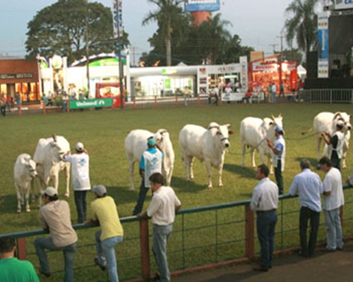 Alexa, da Vila Real conquista feito inédito na ExpoZebu<BR /><BR />