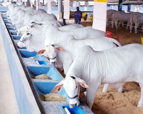 Time de pista da Vila Real marca presença na Expoinel Mineira 2019<BR /><BR />