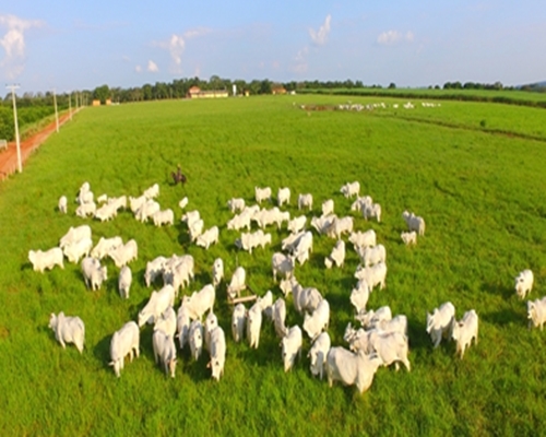 Vem aí, um leilão diferenciado ! VR PREMIUM 26/06/2019 ! <BR /><BR />