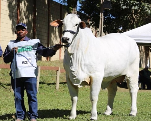 Que orgulho !!! A GRANDE CAMPEÃ é nossa !<BR /><BR />