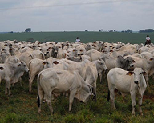 Bovinos da raça nelore são enviados a São Tomé e Príncipe para a melhora da genética do rebanho local.        