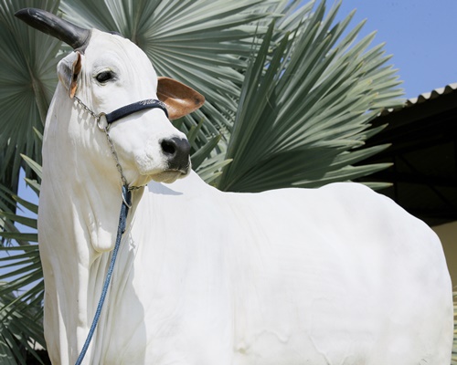 JAMAYA DA DI GENIO bate recorde de venda da raça Nelore !!! R$ 1,95 milhão ! <BR /><BR />