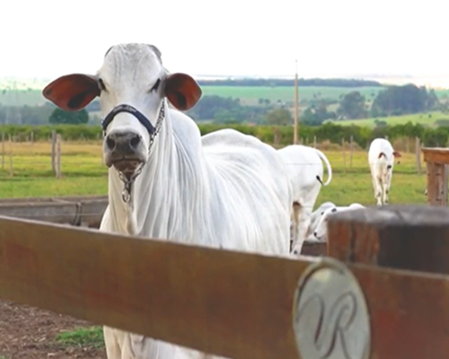 Veja Como Foi Nosso Leilão 6º Encontro Vila Real <br /><br />